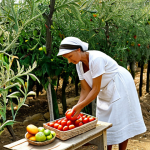 Home 7 A serene woman, fully clothed in a modest, comfortable linen dress, is gently harvesting fresh, ripe tomatoes in a sun-drenched Mediterranean vegetable garden. Nearby, a rustic wooden table is laden with vibrant, fresh produce: a basket of assorted seasonal fruits, a bottle of extra virgin olive oil, and whole grain bread. The scene conveys a sense of abundance, natural well-being, and connection to the earth. Warm, natural lighting. Perfect anatomy, correct proportions, natural pose, well-formed hands, proper finger count. Professional photography, high quality, safe for work, appropriate content, family-friendly.